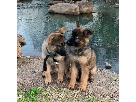 PoulaTo: German Shepherd Available